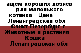 ищем хороших хозяев для маленького котенка › Цена ­ 200 - Ленинградская обл., Санкт-Петербург г. Животные и растения » Кошки   . Ленинградская обл.